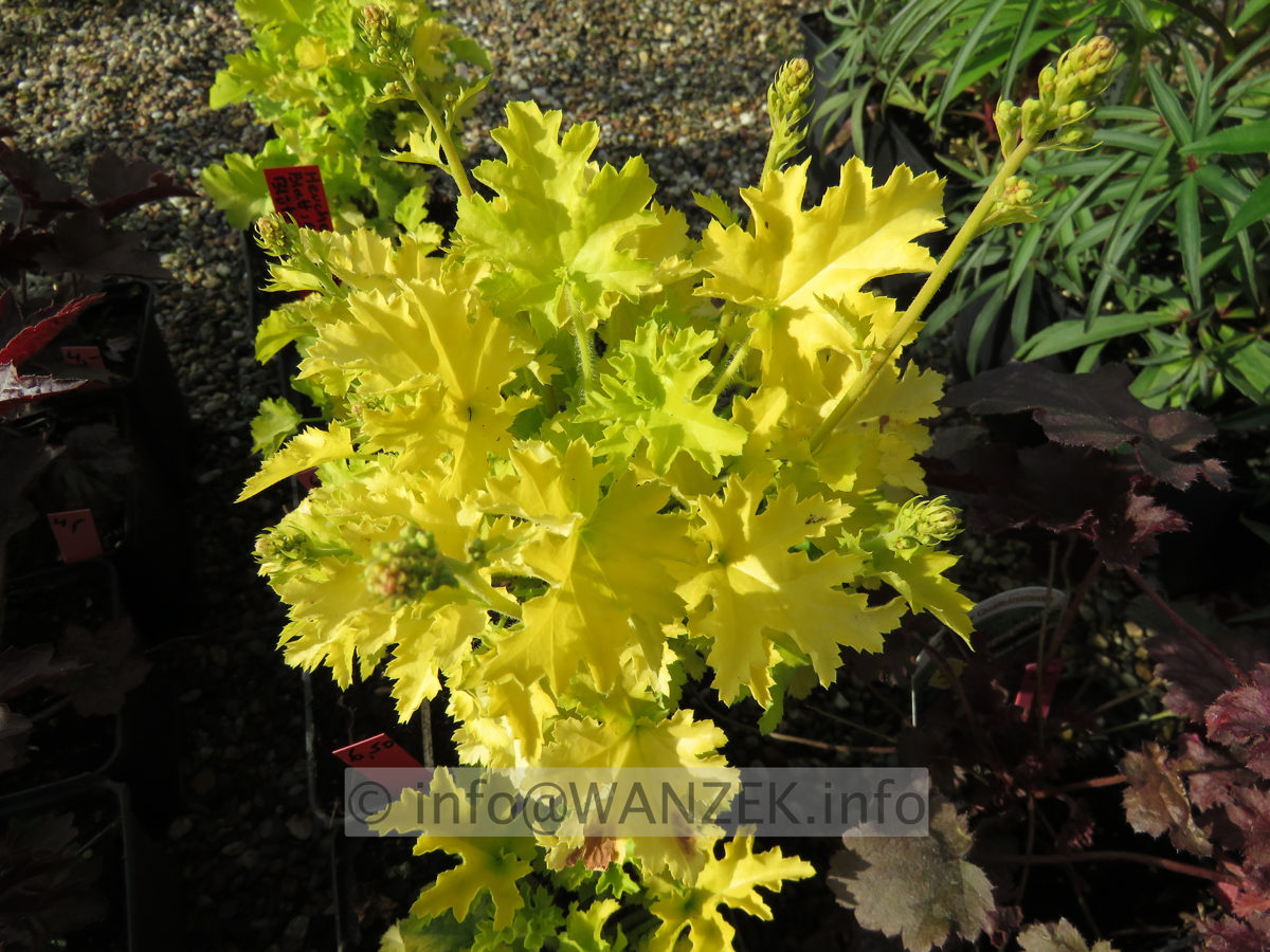 Heuchera Hybride Lime Marmalade - gelb, krauses Blatt, rote Bluete.JPG